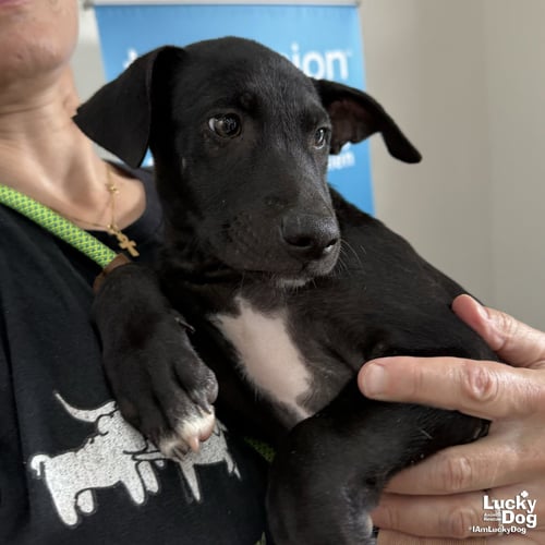 DOLLY - Labrador Retriever available for adoption