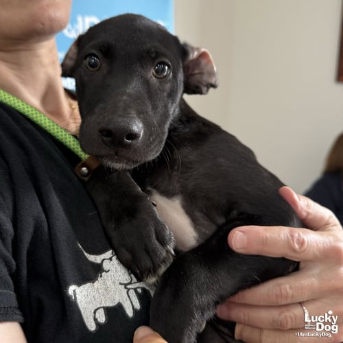 DOLLY - Labrador Retriever available for adoption