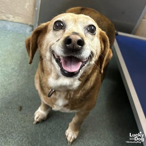 POOH BEAR - Beagle available for adoption