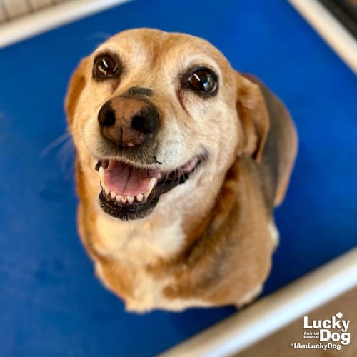 POOH BEAR - Beagle available for adoption