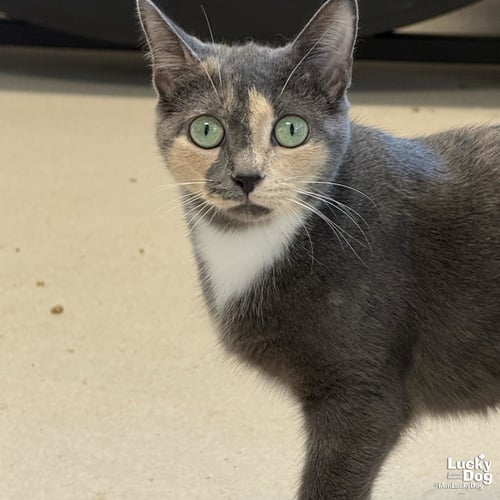 ORCHID - Domestic Short Hair available for adoption