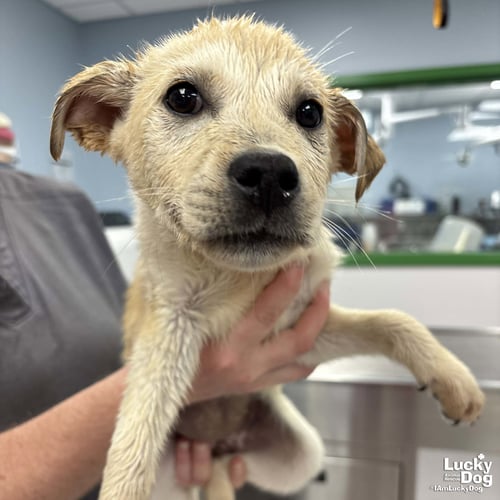 JIFFY - Australian Shepherd / Shepherd available for adoption