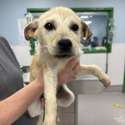 JIFFY - Australian Shepherd / Shepherd available for adoption