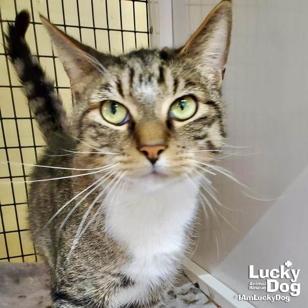 MILO - Domestic Short Hair available for adoption