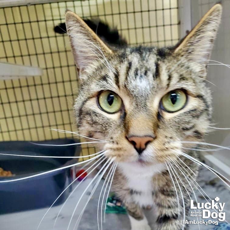 MILO - Domestic Short Hair available for adoption