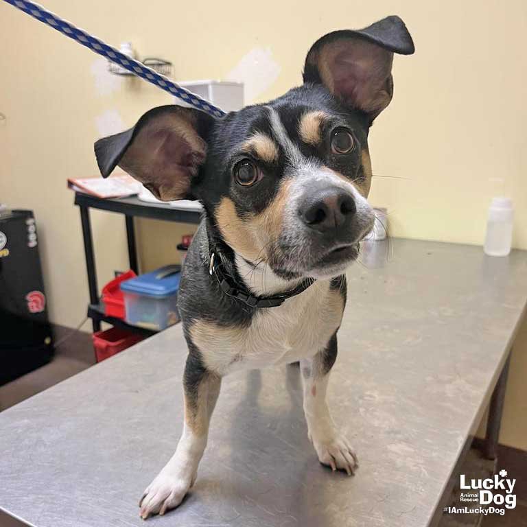 RANDOLPH - Beagle available for adoption