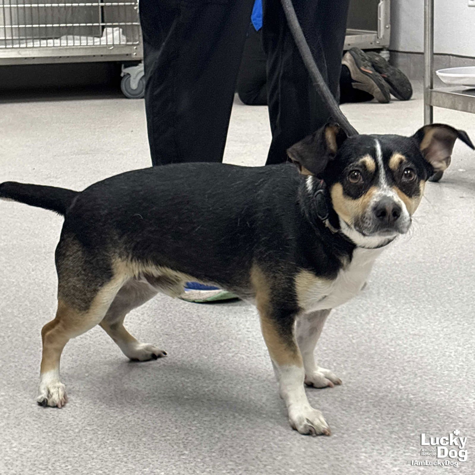 RANDOLPH - Beagle available for adoption