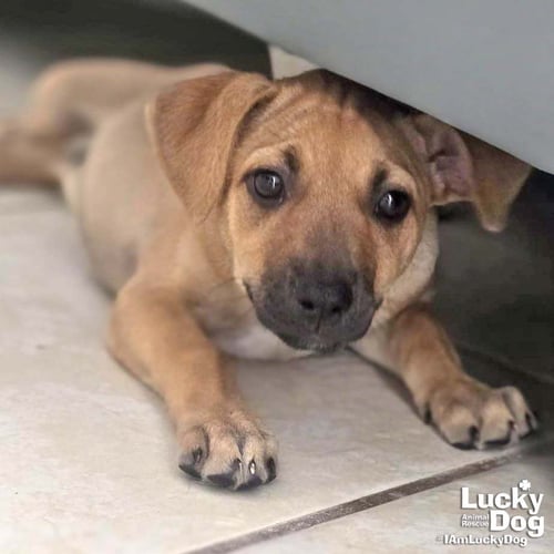 AKIRA - Labrador Retriever available for adoption