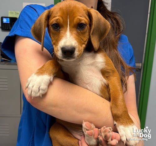SWEET SWIFT - Beagle / Labrador Retriever available for adoption