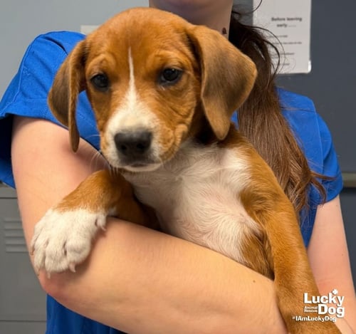 SWEET SWIFT - Beagle / Labrador Retriever available for adoption