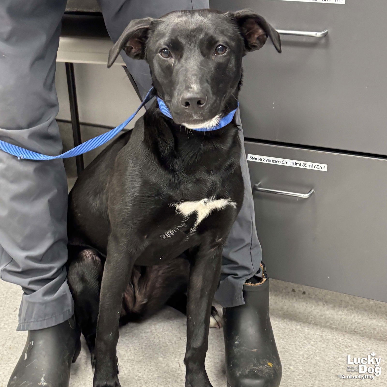 BUNNY - Labrador Retriever / Retriever available for adoption