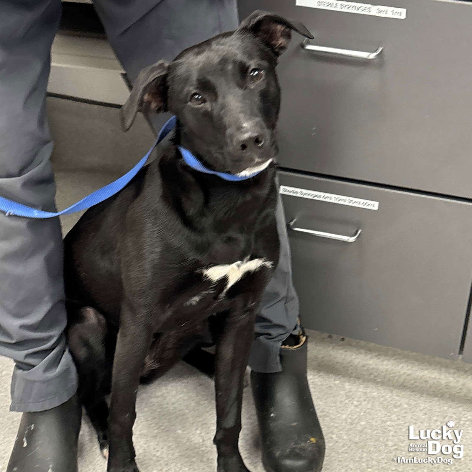 BUNNY - Labrador Retriever / Retriever available for adoption