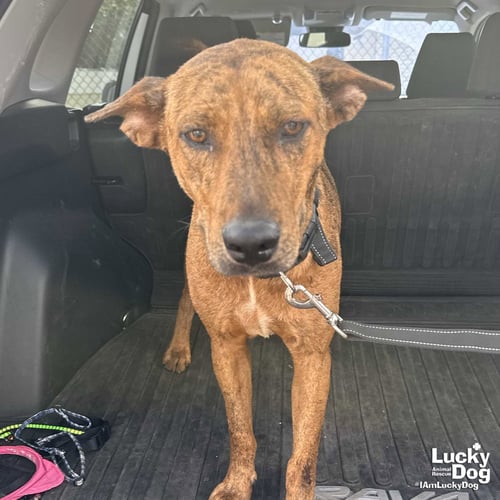 COOPER - Shepherd / Plott Hound available for adoption