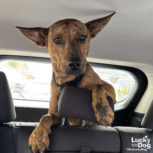 COOPER - Shepherd / Plott Hound available for adoption