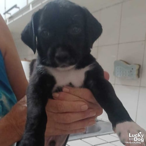 PERRY - Terrier / Shepherd available for adoption