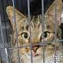 BARNEY - Domestic Short Hair available for adoption