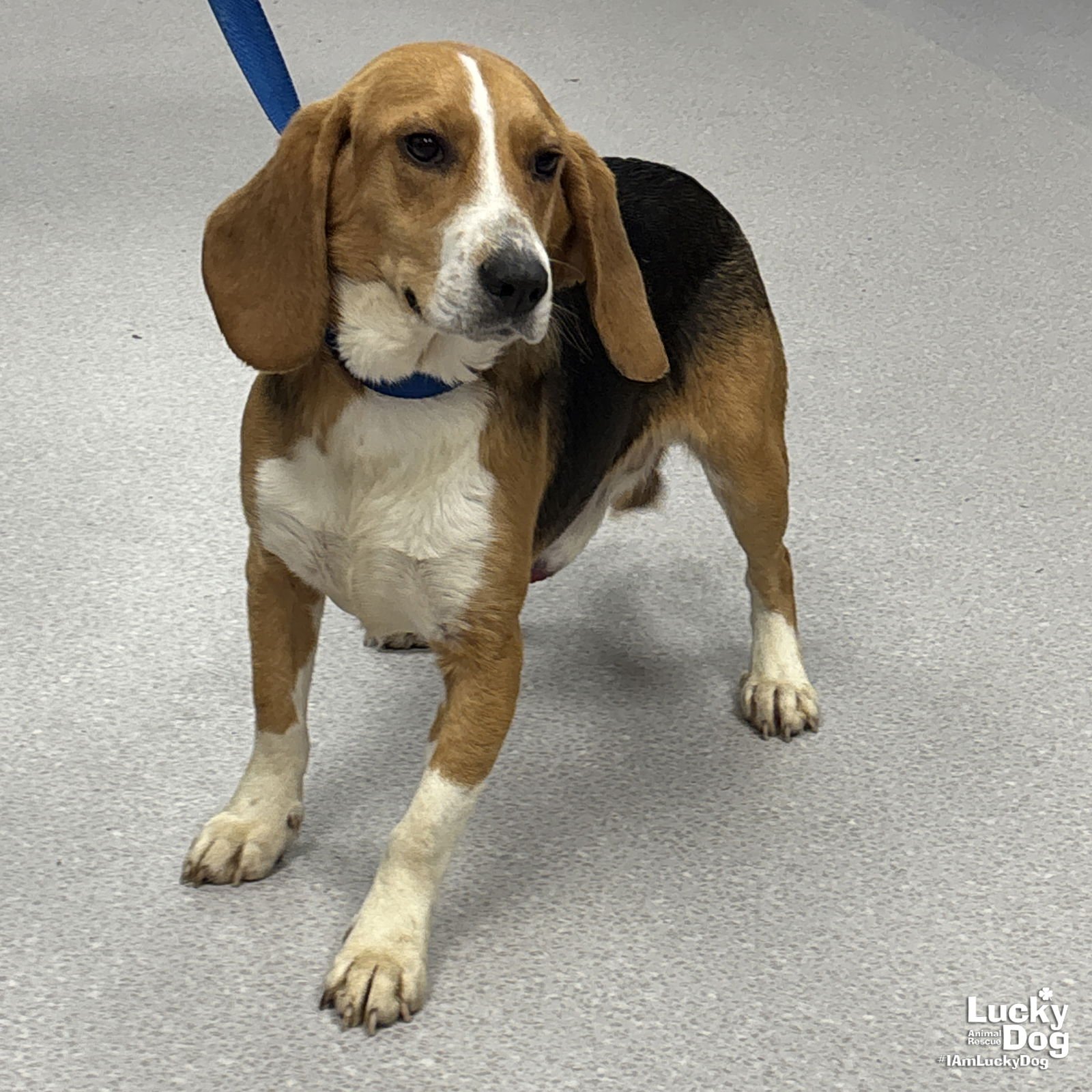 KEVIN - Beagle available for adoption