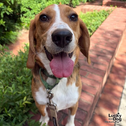 KEVIN - Beagle available for adoption