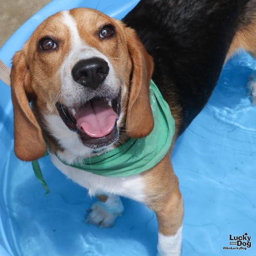 KEVIN - Beagle available for adoption