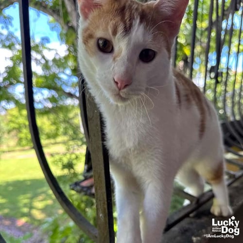 TOM - Domestic Short Hair available for adoption