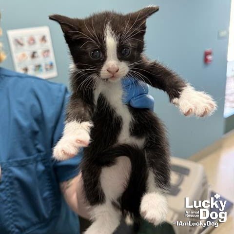 BABY NUGGET - Domestic Short Hair available for adoption