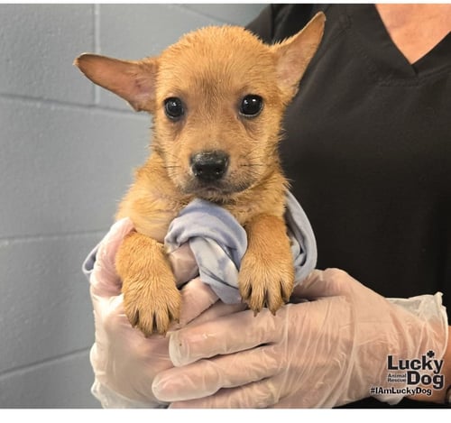 CUCUMBER - Shepherd / Terrier available for adoption