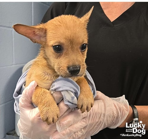 CUCUMBER - Shepherd / Terrier available for adoption