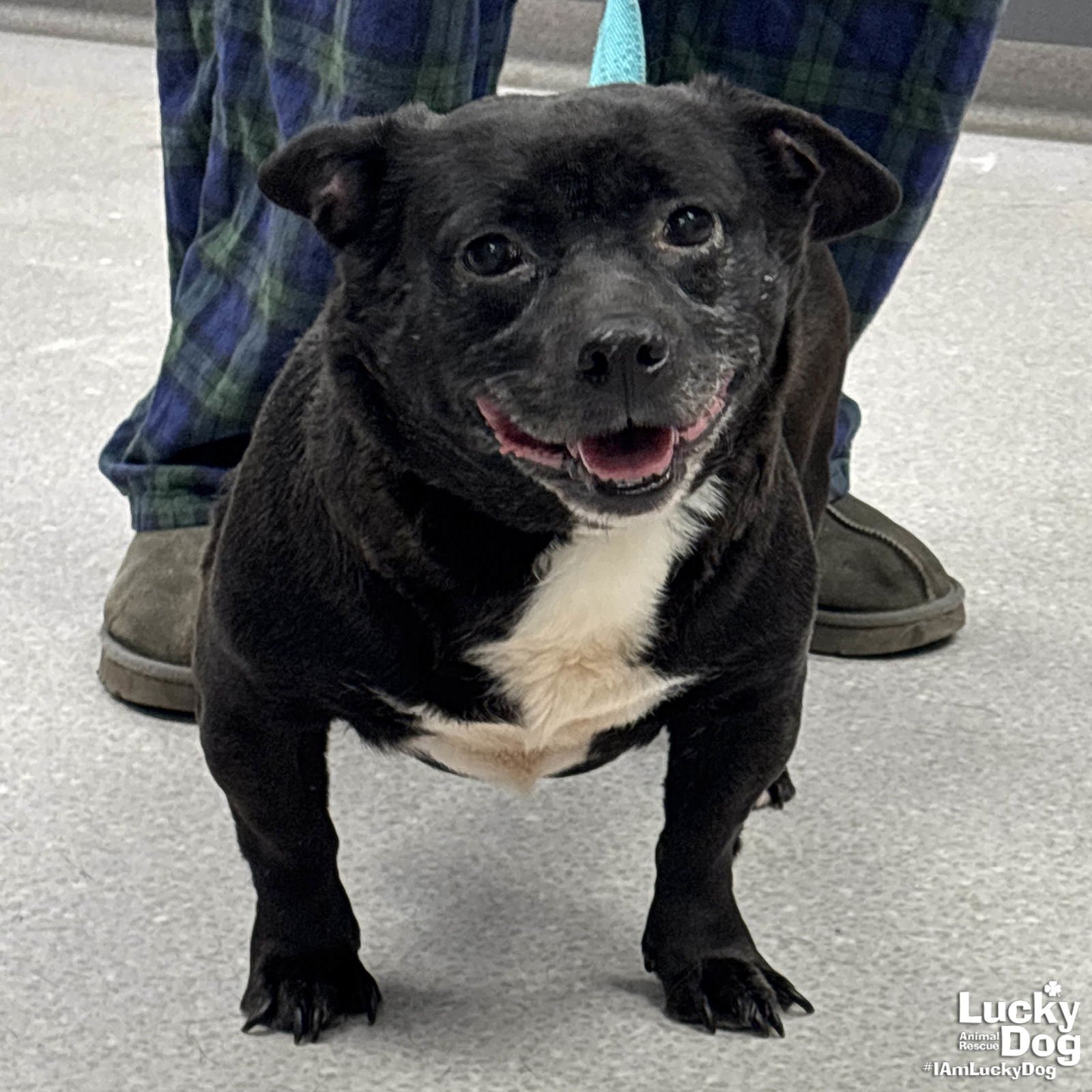 ECLIPSE - Chihuahua / Terrier available for adoption