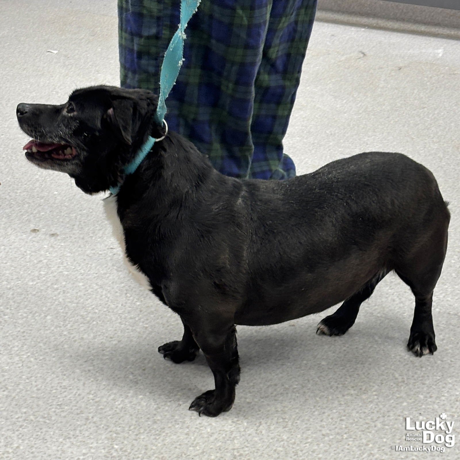 ECLIPSE - Chihuahua / Terrier available for adoption