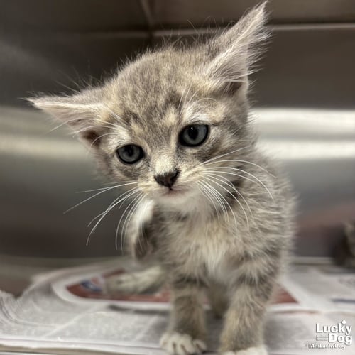 THEO - Domestic Short Hair available for adoption