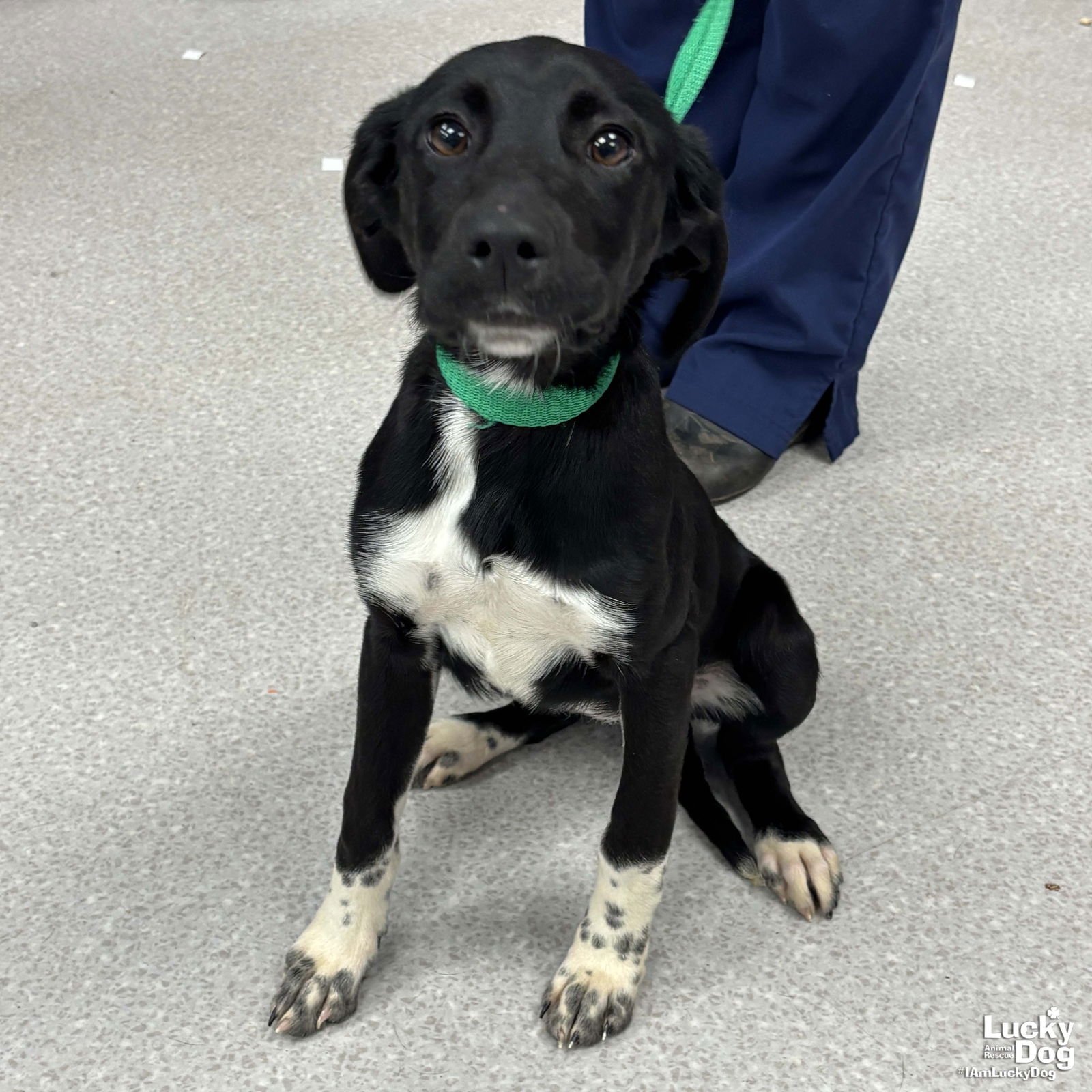 FRANNY - Pointer / Beagle available for adoption