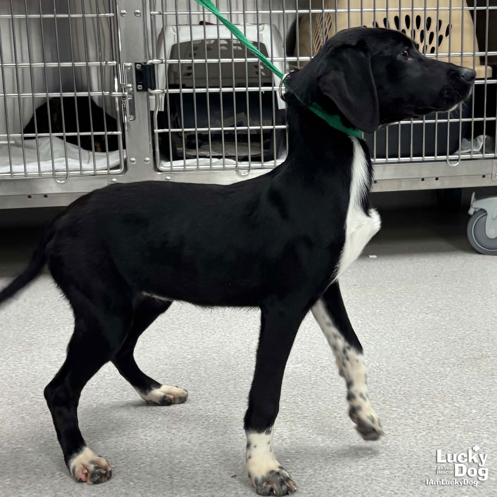 FRANNY - Pointer / Beagle available for adoption