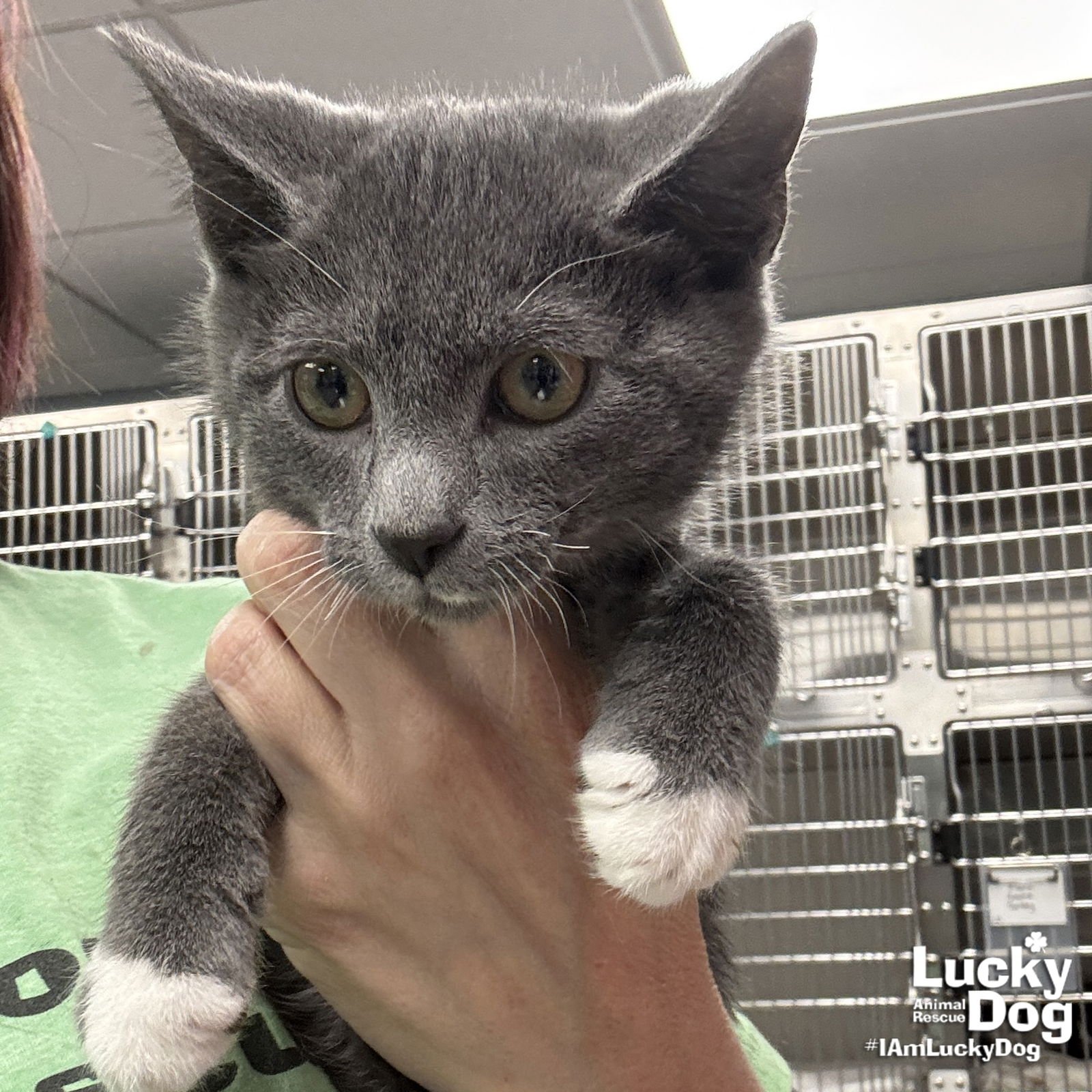 BAM - Domestic Short Hair available for adoption