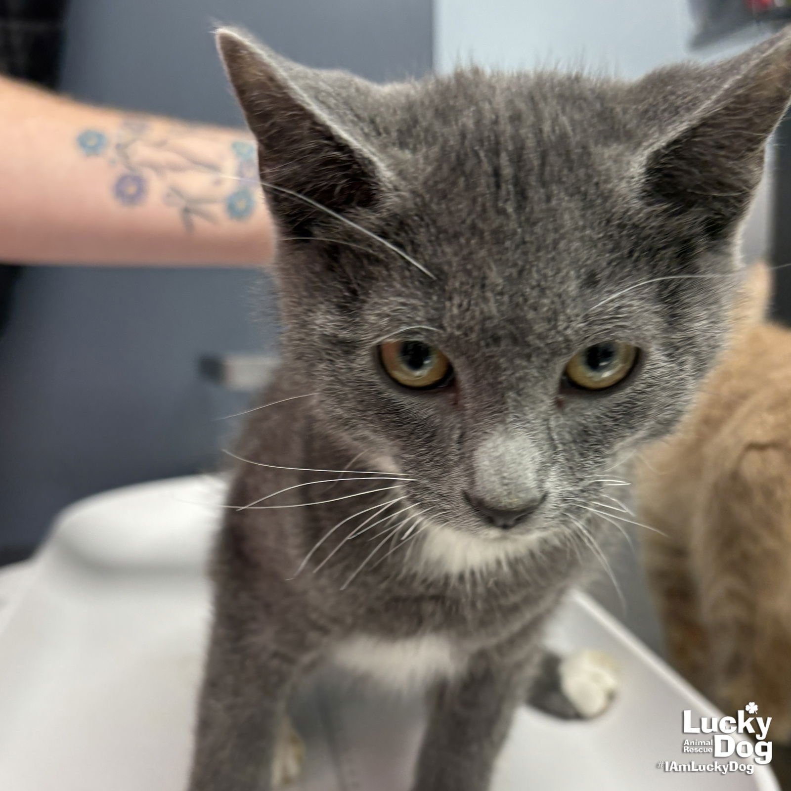 BAM - Domestic Short Hair available for adoption