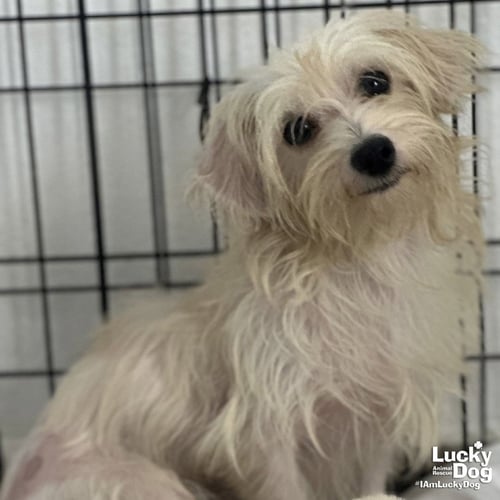 NYRA - Maltese available for adoption