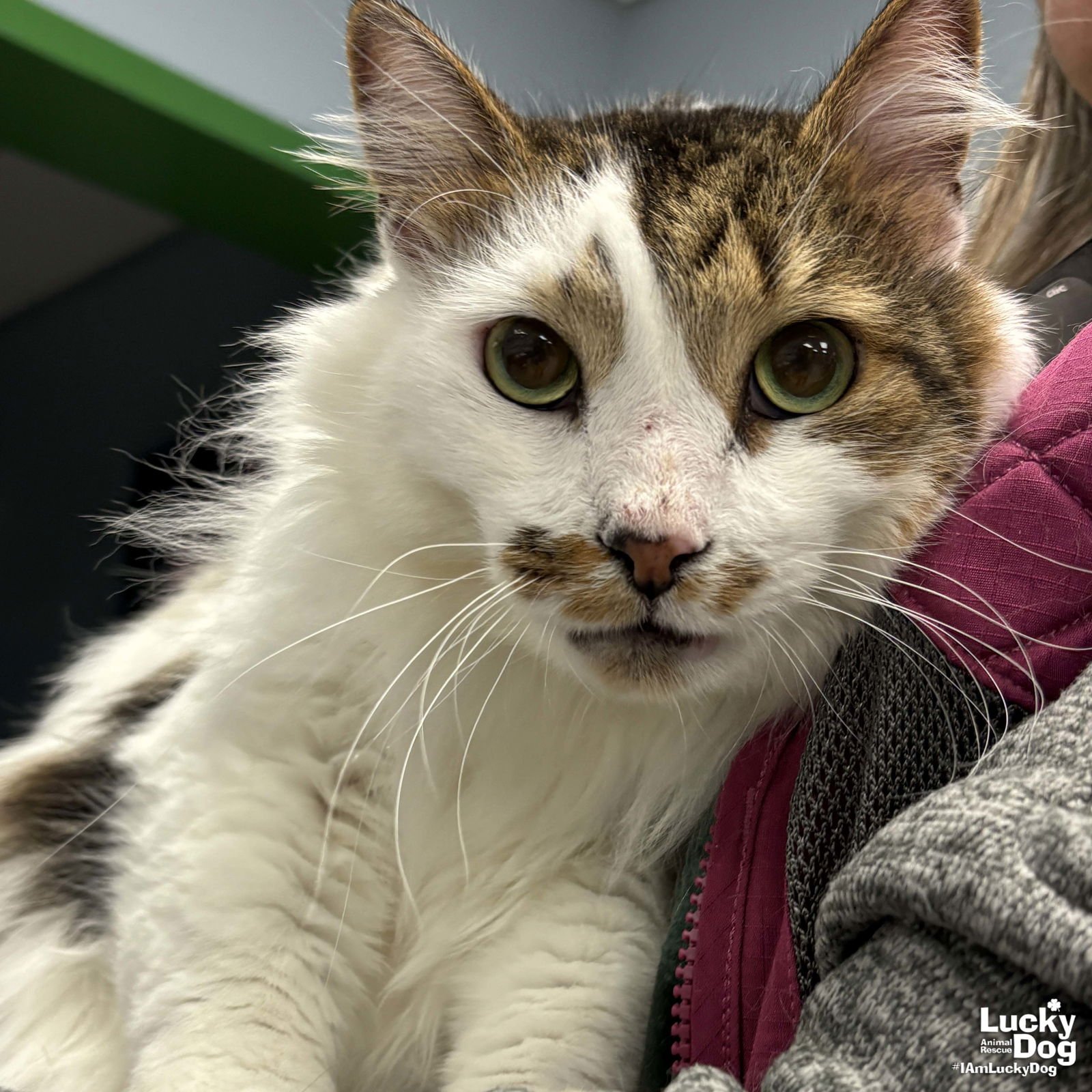 TINSEL - Domestic Long Hair available for adoption