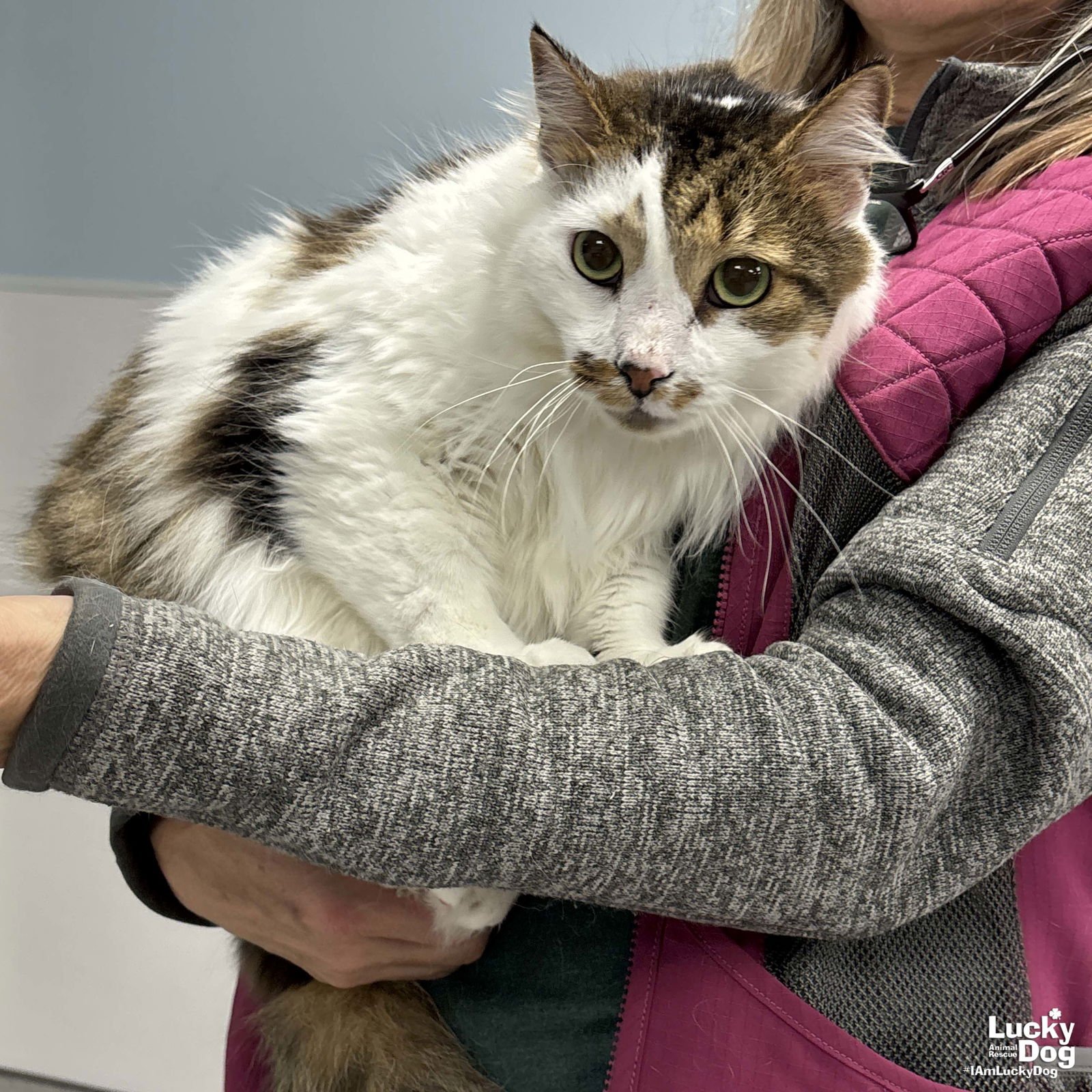 TINSEL - Domestic Long Hair available for adoption