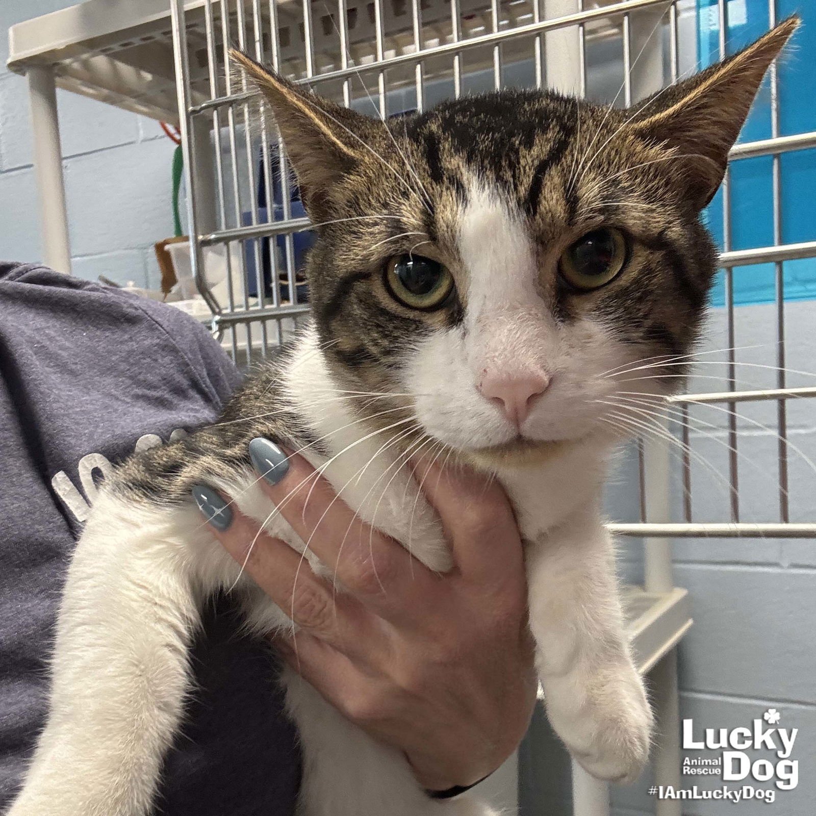 CINNAMON ROLL - Domestic Short Hair available for adoption