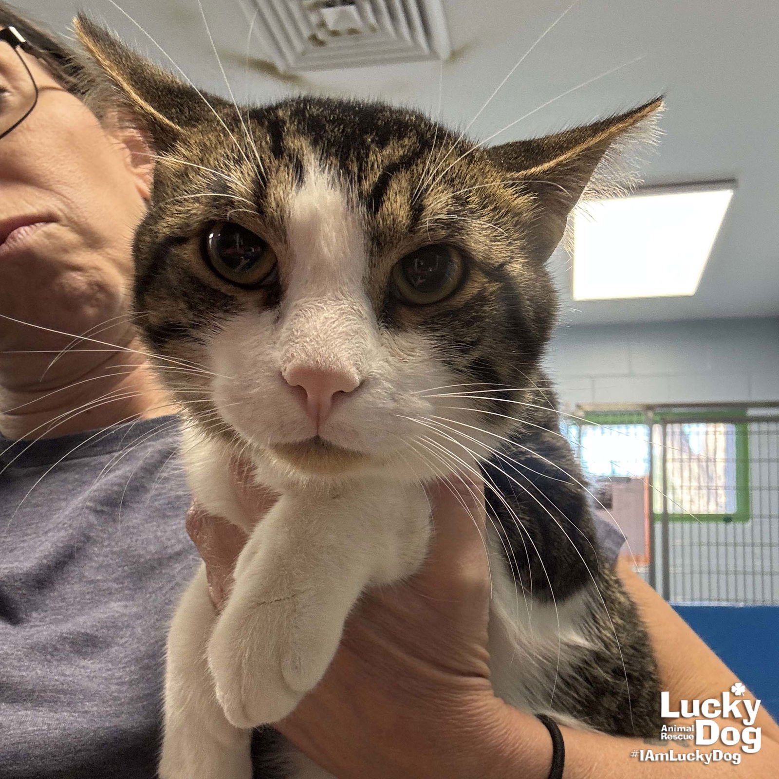 CINNAMON ROLL - Domestic Short Hair available for adoption