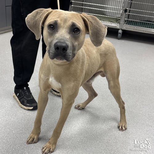 RICO - Labrador Retriever available for adoption