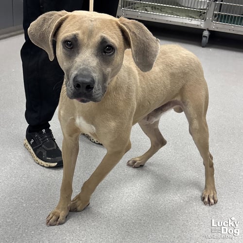 RICO - Labrador Retriever available for adoption