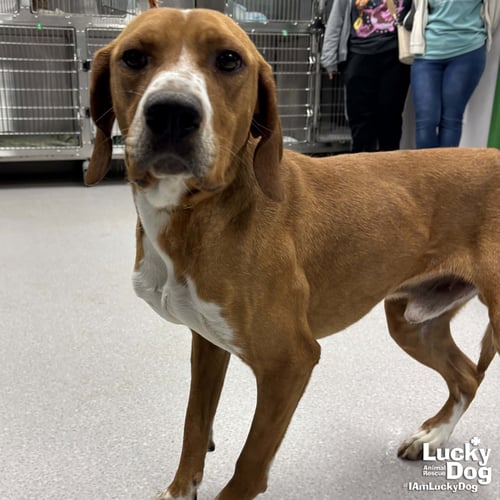 BAYOU - Redbone Coonhound available for adoption