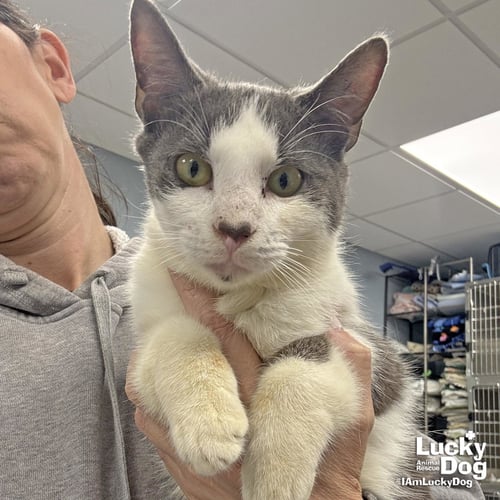 SNEAKERS - Domestic Short Hair available for adoption