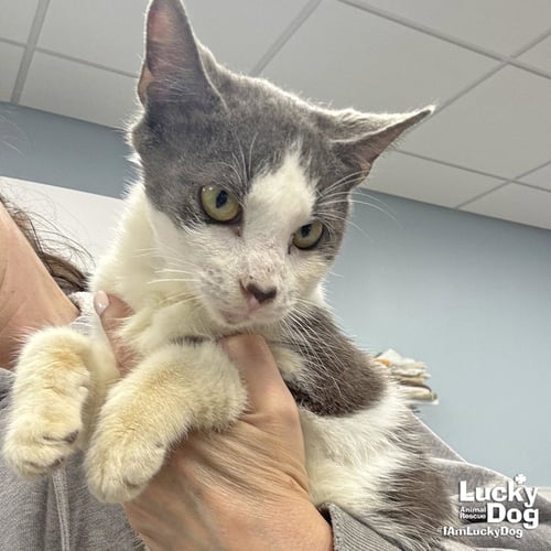 SNEAKERS - Domestic Short Hair available for adoption