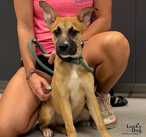 MARTA - Shepherd available for adoption