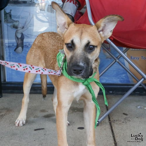 MARTA - Shepherd available for adoption