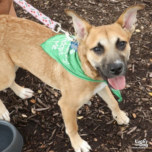 MARTA - Shepherd available for adoption