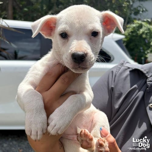 NINA - Labrador Retriever available for adoption