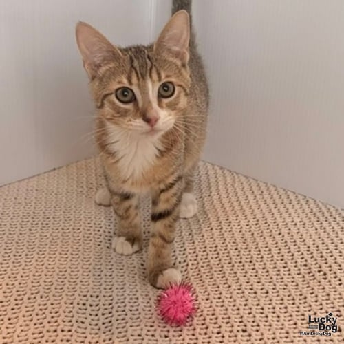 SEBASTIAN - Domestic Short Hair available for adoption