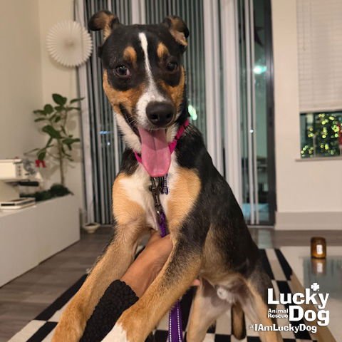 MAARAN - Shepherd / Beagle available for adoption